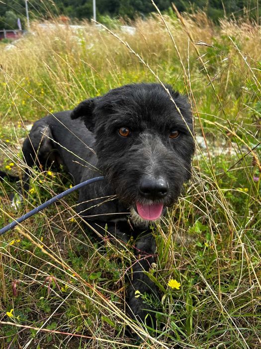 Jerry. un catelus jucaus de 4-5 ani - pentru adoptie responsabila