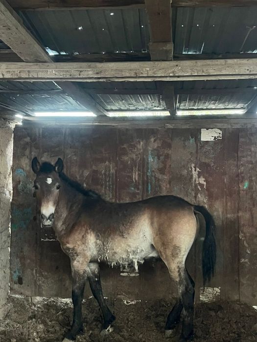 3 бас екек тай бағылған