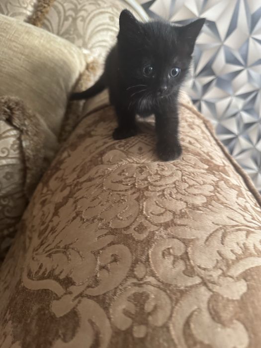 Отдам котят в добрые руки.