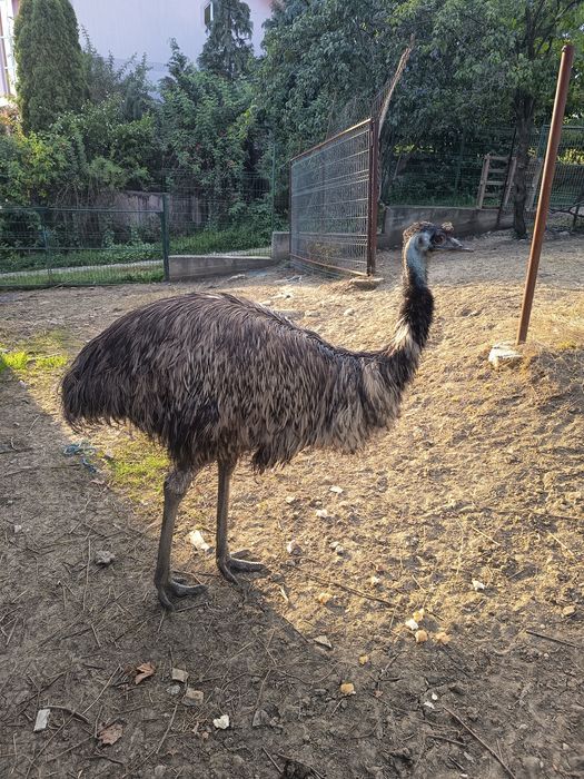 Struti Emu de vânzare