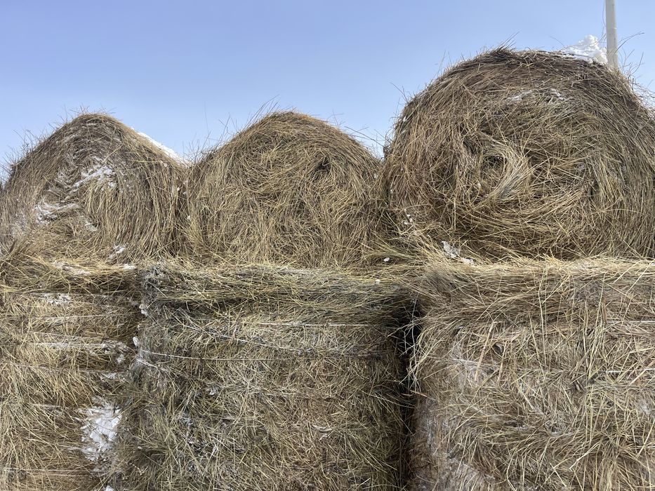 Сено разнотравье