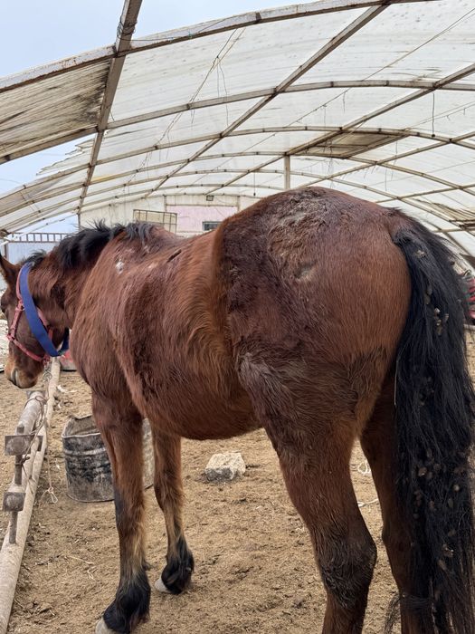 4 жасар дөнен Айғыр сатылады