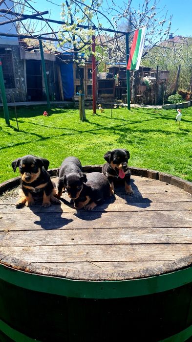 Чистокръвни Пинчери