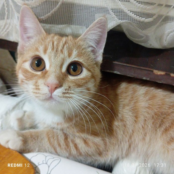 Отдам котенка , кошечка очень красивая