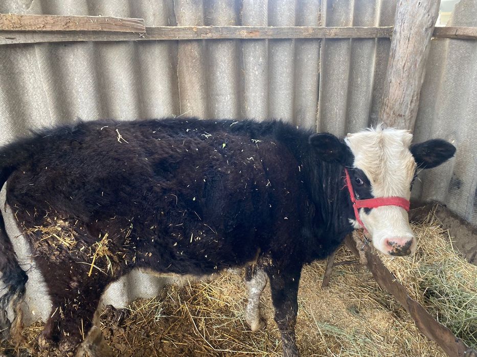 Бузаулар бар жасына жетпеген