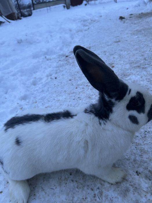 Mascul fluture german