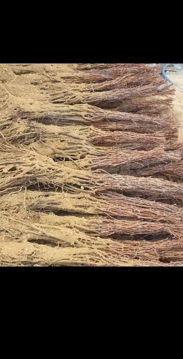 Vând butasi vita de vie altoită și hibrid
Soiuri de masa
- Muscat de H