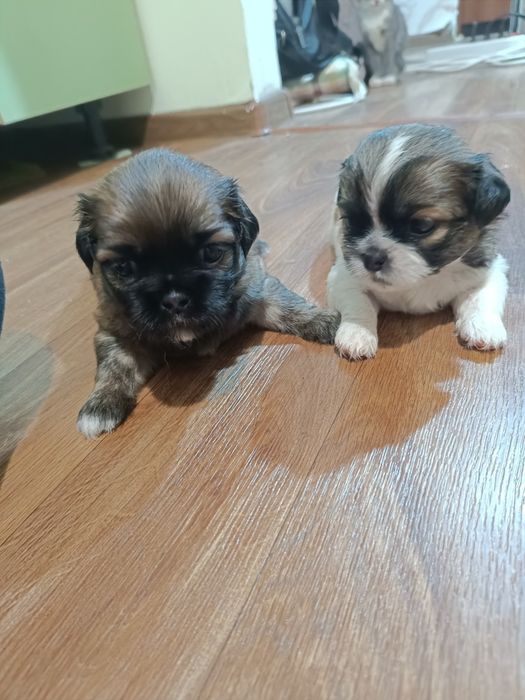 Продам щенков Пекинеса