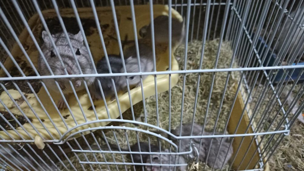 Песчаные белочки