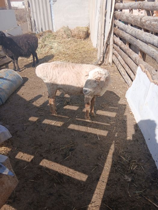 Қой ешкі сатылады