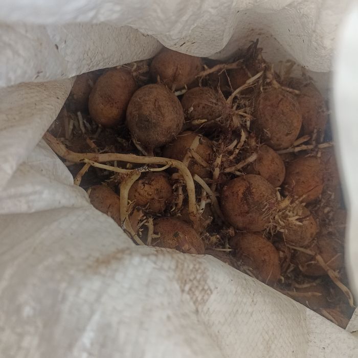 Картошка семенная на посадку