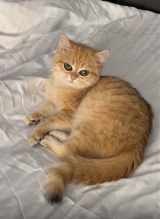 Шиншилла золотая