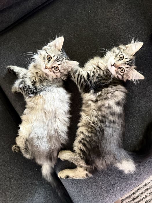 Котята ищут дом