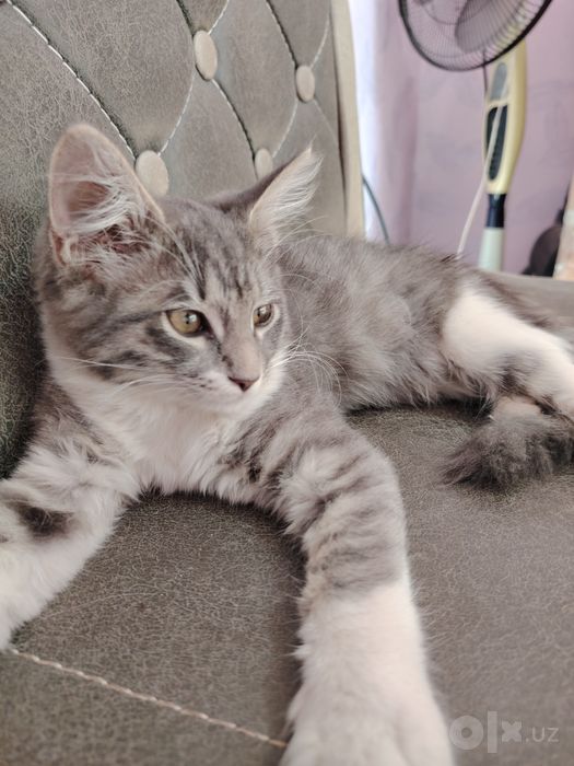 Отдаю красивого котенка