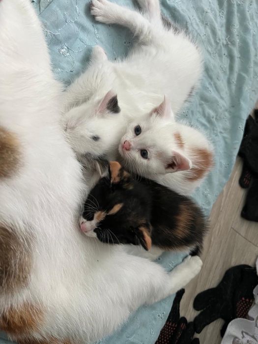 Отлам котят в добрые руки