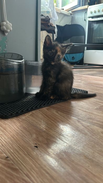 Пристраивается котята 2 мес