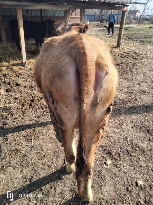 Коровы / сиыр / тёлочки