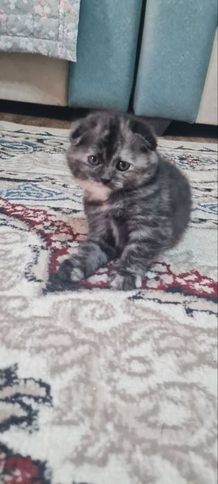 Котенок/вислоухий/скоттиш фолд