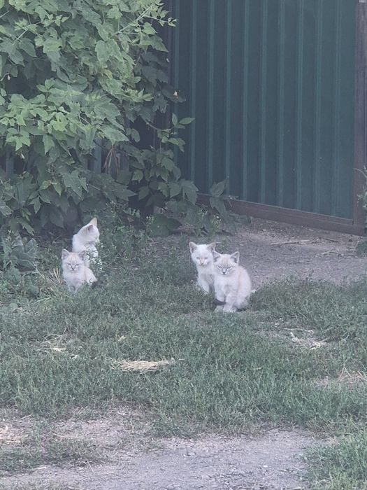 Кошка и котята породистые