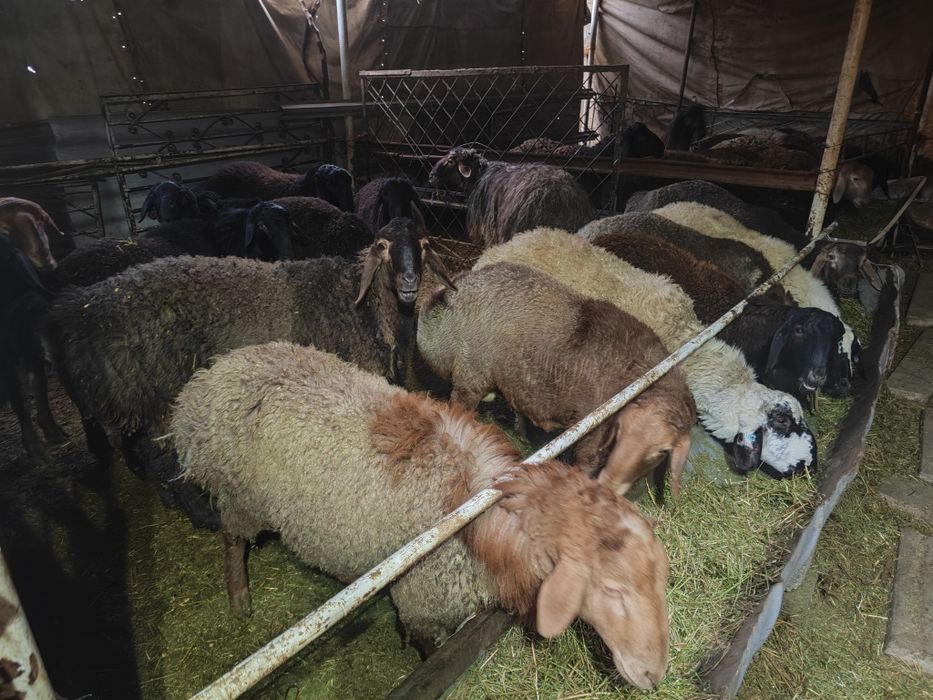 Кучкорлар сотилади