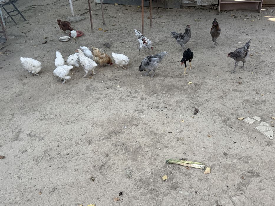 Куры цепленки на продаже