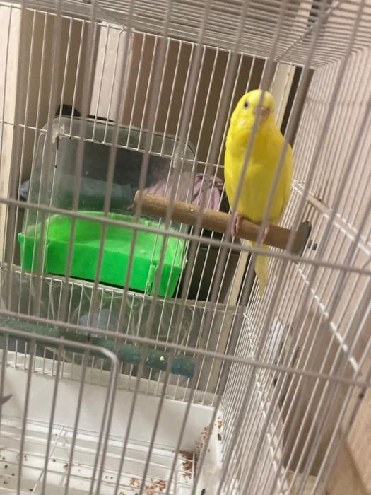 Попугай с клеткой