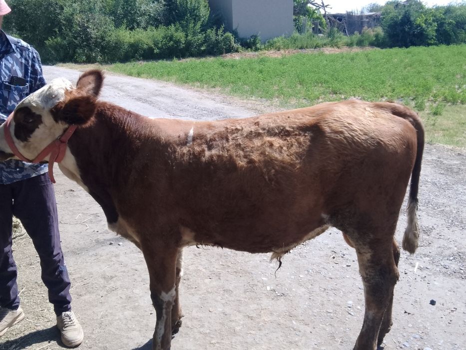 Парода букалар сотилади 15милёндан