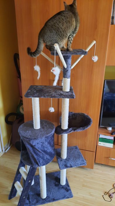 Ansamblu joaca pisici