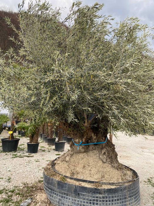 Plante Ornamentale pentru Exterior si Alei