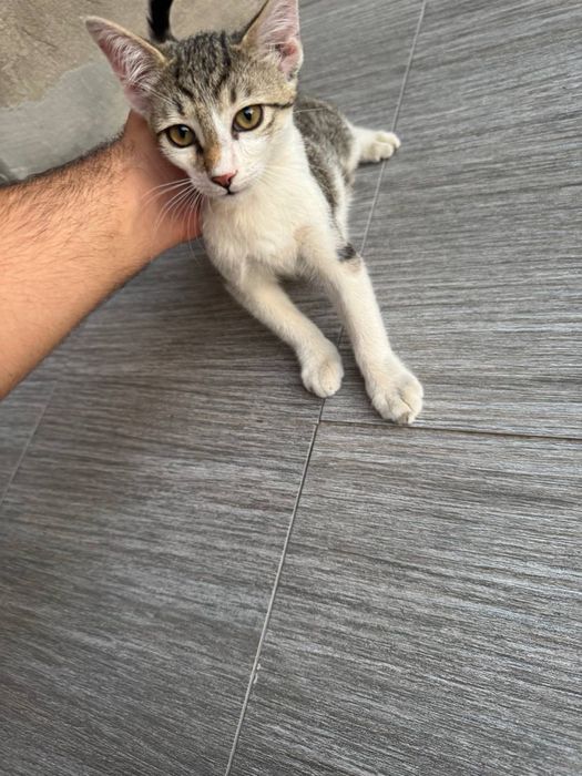 Отдам в добрые руки котенок