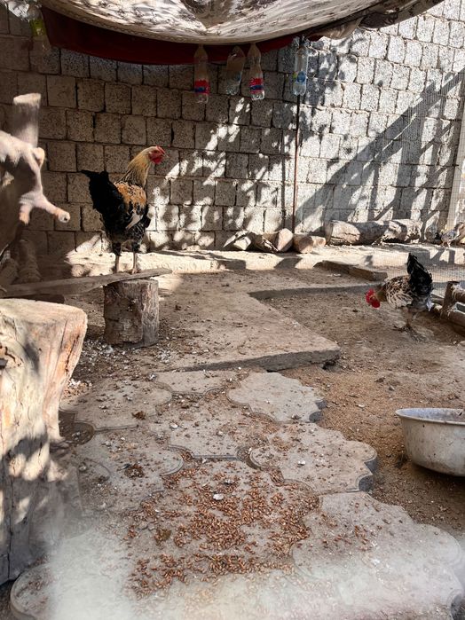 Хуроз Товук Хуроз