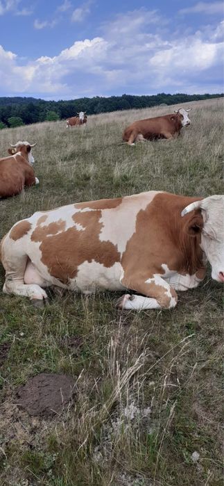 Vaca de vanzare de 6 ani