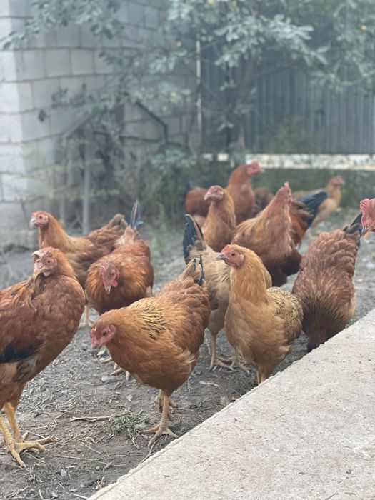 Продам кур кучинских юбилейных