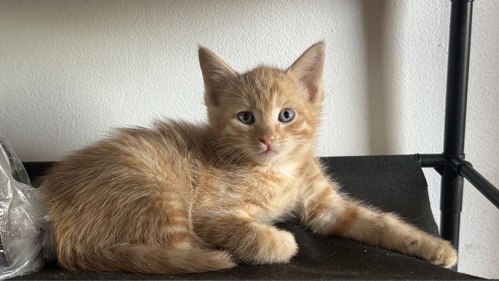Отдам котенка в добрые руки
