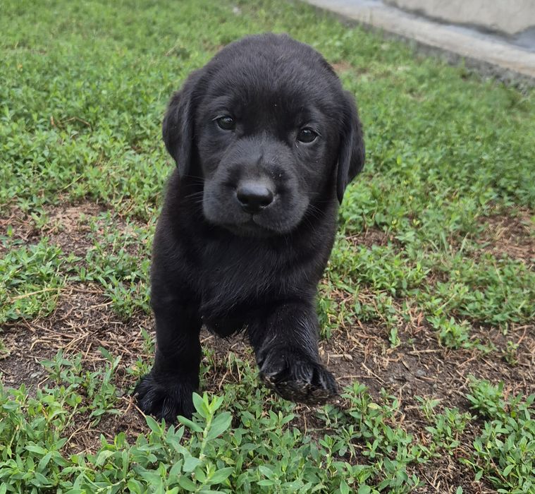 Щенки породы лабрадор