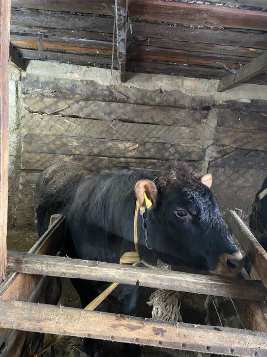 Продам бычков 11 голов