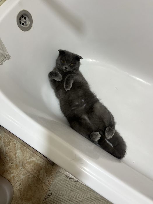 Scotish fold sotiladi