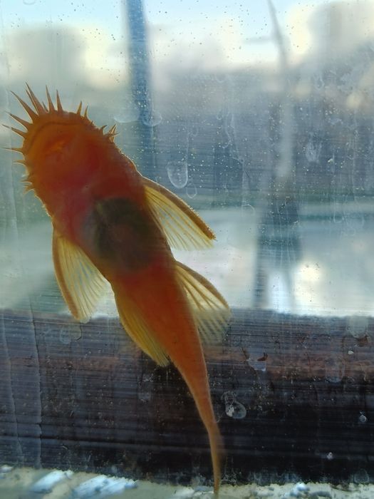 Сомики анциструсы Рэд самцы