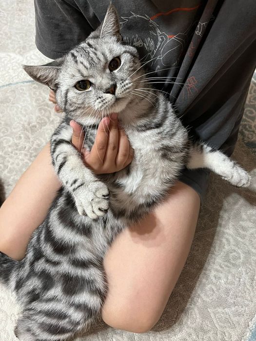 Шотландский прямоухий кот