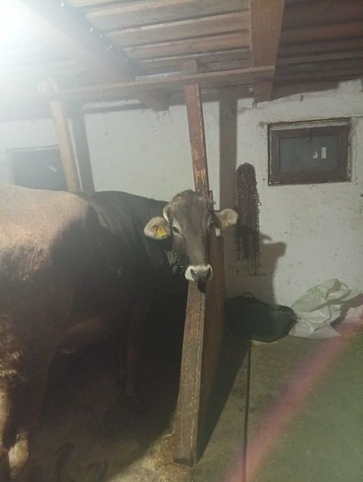 Vând vaca gestanta in 5 luni