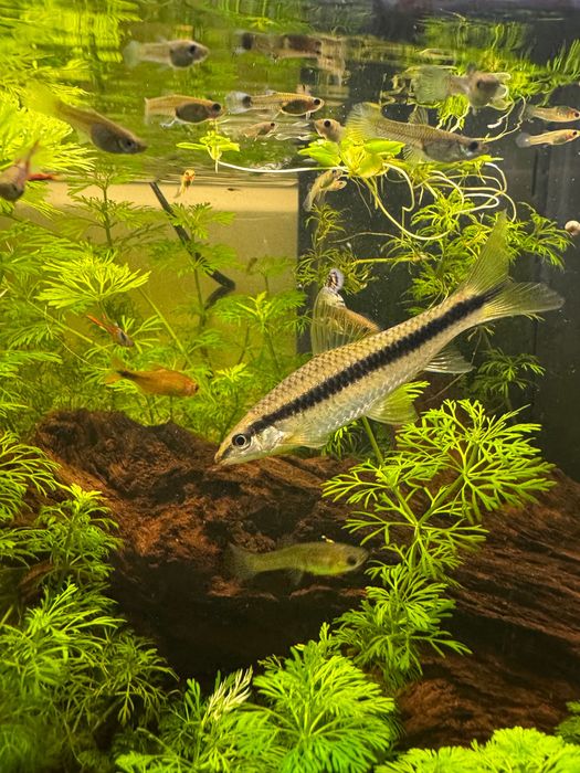 Pește Siamese Algae Eater