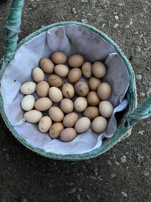 Продам домашные куриные яйца