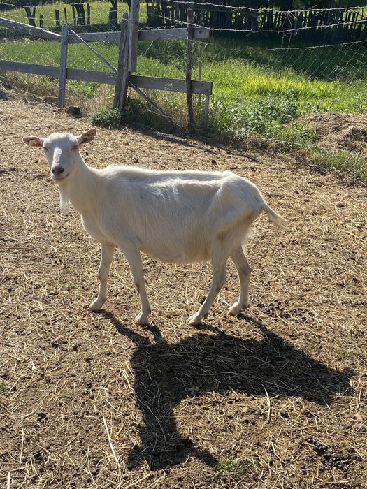Capra alpina franceza