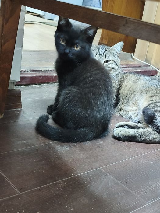 Котята даром в добрые руки