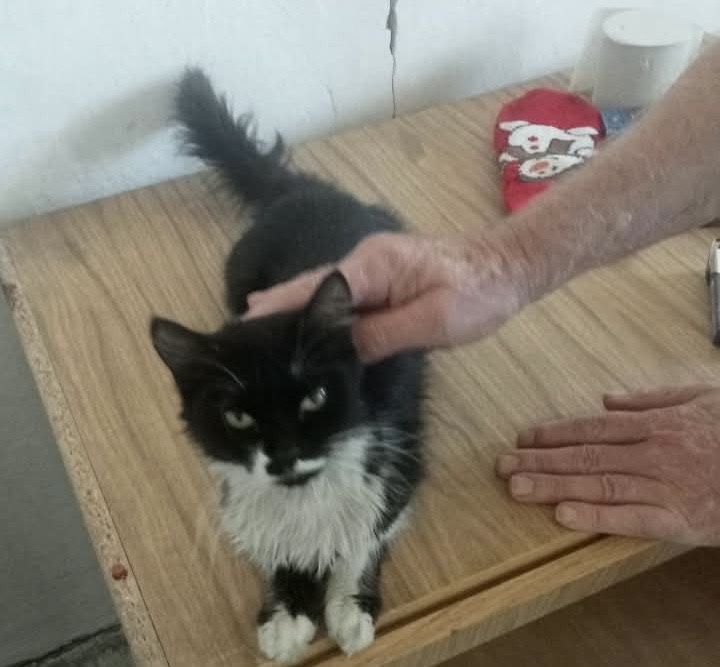 Молодые котейки ищут дом