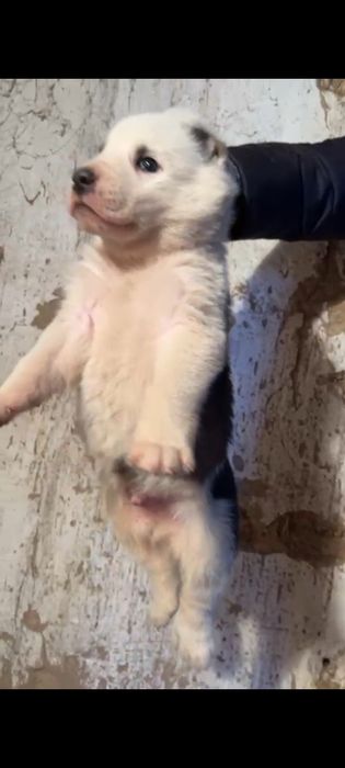 Продам щенка кабель 29 дней на  последни фотки отец