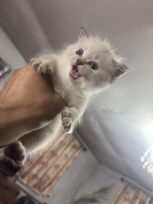 Отдам котенка в добрые руки