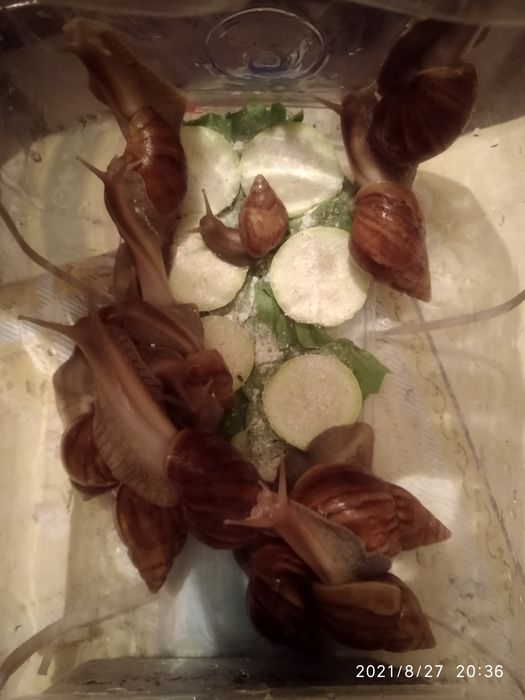 Улитки ахатина африканские