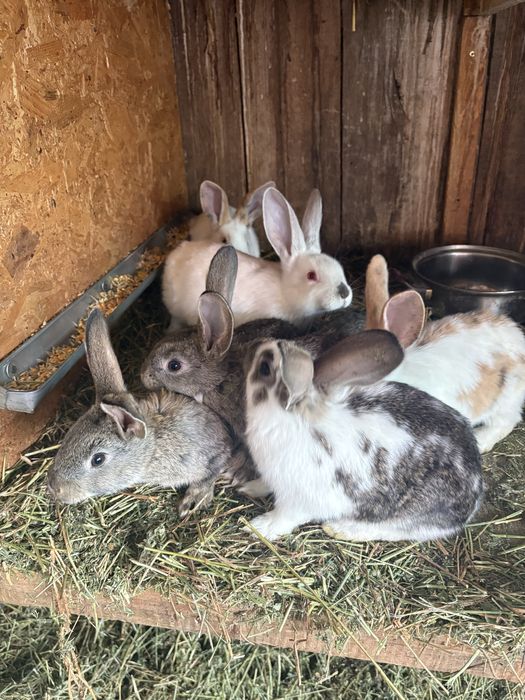 pui de iepurasi de vanzare