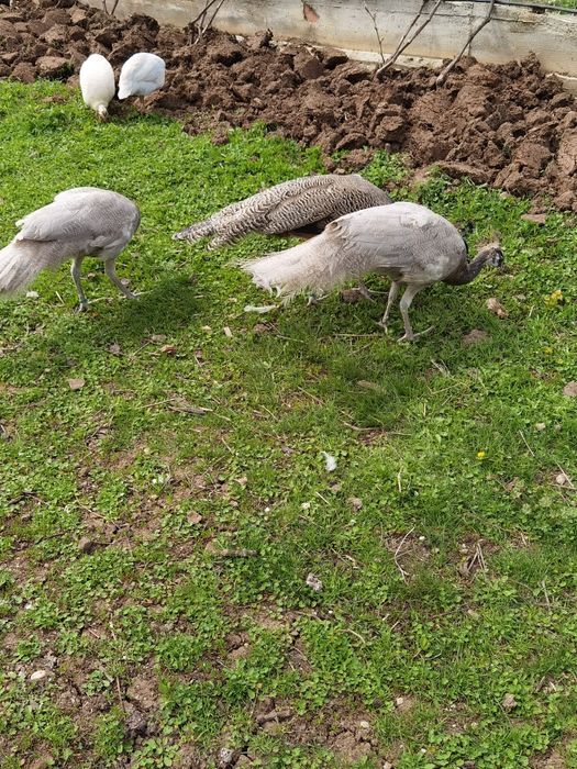 Vând un Păun opal cu ochi alb vârstă 8 luni  650 lei bucata